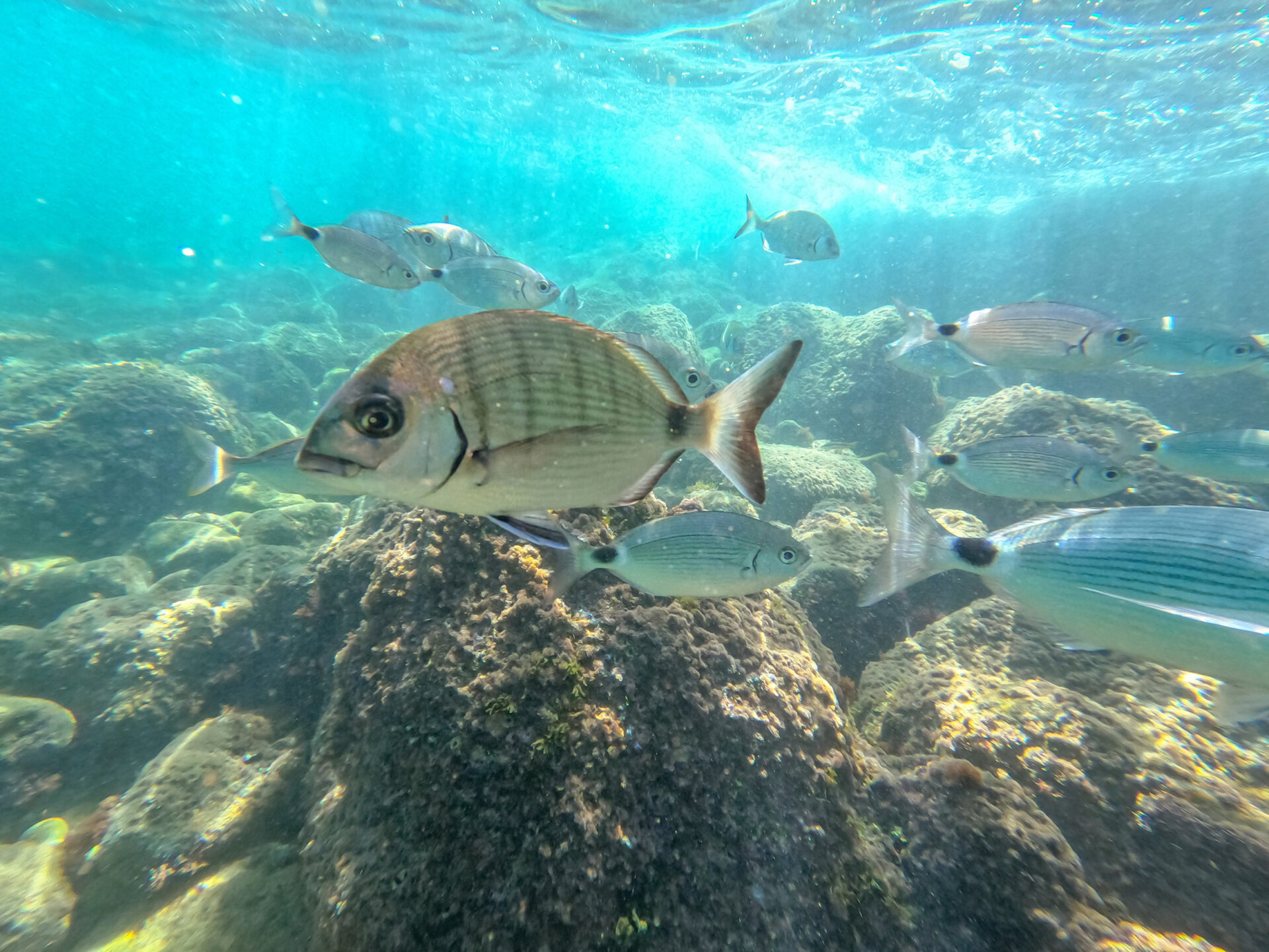 Immagine di pesca alla Meloria